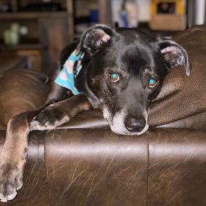 Meet your Posher, Ann